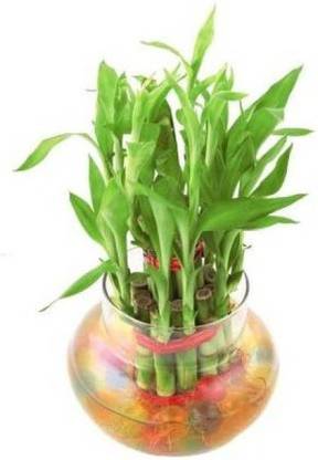 Plant Track Two Layer Bamboo Plant