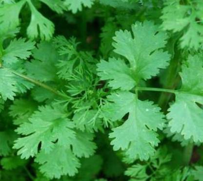 Corofitam CR54 HYBRID CORIANDER/DHANIYA SEED Seed