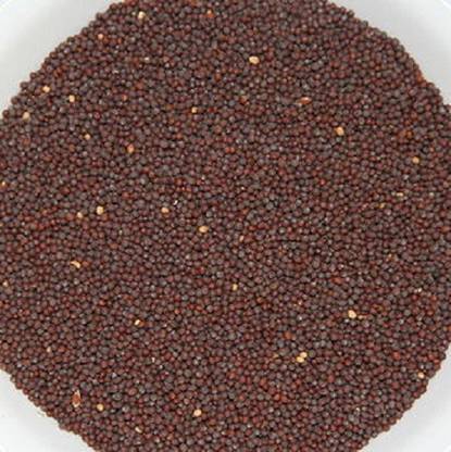 V Seed Rai Mustard Seed Seed