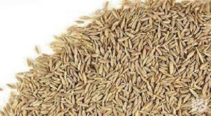 V Seed Cumin (Jeera) Planting Seed Seed