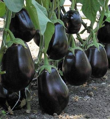Haritkarni Brinjal, Eggplant, Aubergine, baingan Seed