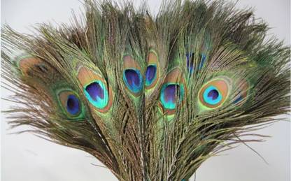 Weird Pack of 10 Decorative Feathers