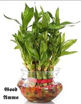 Good Ammo Two Layer Bamboo Plant