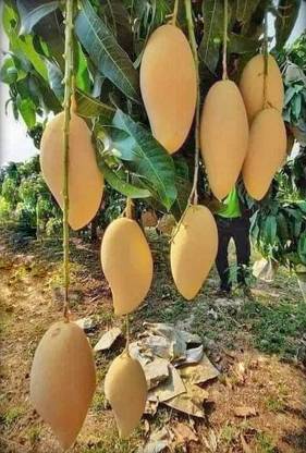 rimardmistu Mango Plant