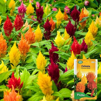 POCHA Celosia Flower, Ornamental Plants, Plumed Cockscomb Hybrid Flower Seed