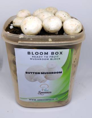 Shroomness Bloom Box, Button Ready to Fruit Mushroom Kit Seed