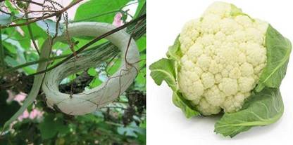 xcentax Cauliflower, Snake Gourd Summer Seed