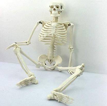 PANKU sshs_human-skeleton Anatomical Body Model