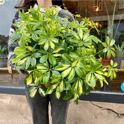Click to purchase Schefflera Plant