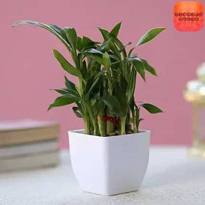 Planted Roots Two Layer Bamboo Plant