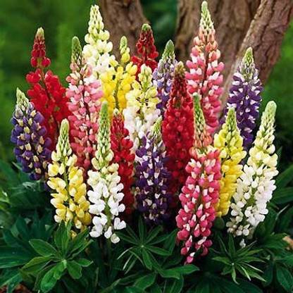 JRYU Lupin Mixed Color F1 Hybrid Flower Seed