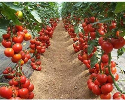 Chalisa Solanum lycopersicum, Rosada tomatoes, Tomato, Tomato Seed Seed