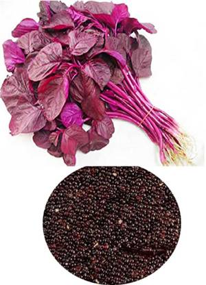 एम/एस नेचर ट्रेड जबकुसुम, LAL शक बीज