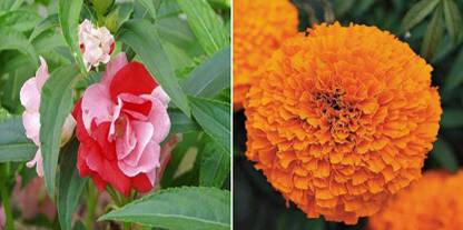 xcentax MARIGOLD, Rose Seed