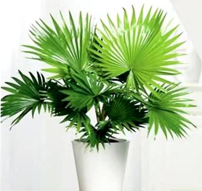 ROYAL NURSERY China Palm Plant