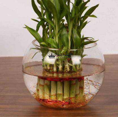 KING CROWN EXPORTS 1.2 L Fish Bowl