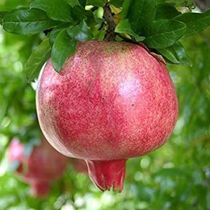 Cloud Farm Pomegranate Plant