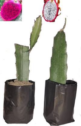 HAPING Dragon Tree