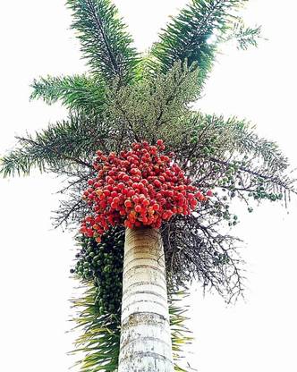 Click to purchase Betel Nut/Supari Plant