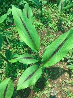 Click to purchase Turmeric Plant