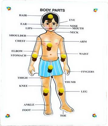 MECDOIT INTERNATIONAL Human Body Parts Name with Image|Wooden Puzzle|Educational Puzzle