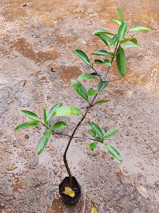 Trothic Kundru/Ivy Gourd Plant