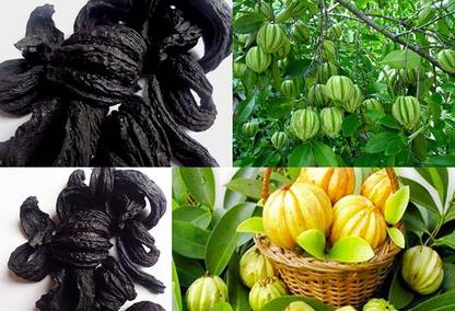 LushGreen Kundru/Ivy Gourd Plant