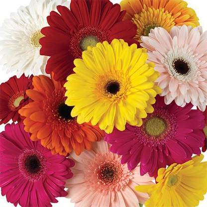 Audbhidhi Hybrid Gerbera Seeds for All Season Gardening Seed