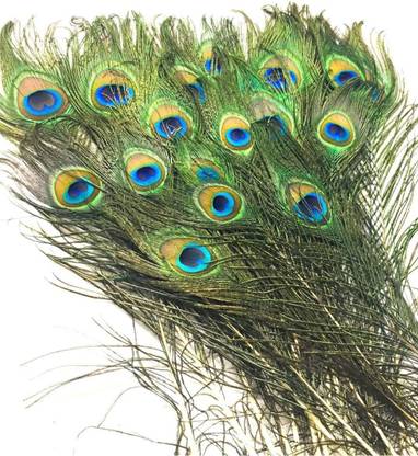 imtion 6 pcs peacock feather | more pankh |feather tails | original full length | pack of 6 pcs feathers mor pankh best quality decoration work-Green