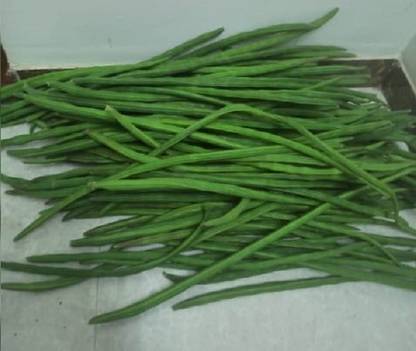 Pioneer Natural Murungai, Sanjan, Drumstick, Sajina, Moringa oleifera Seed