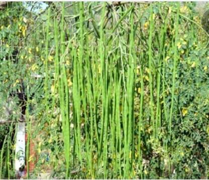 पायोनियर नैचुरल सरागावो, सोहंजना, मुनाघा, सजाना, सहीजनो बीज