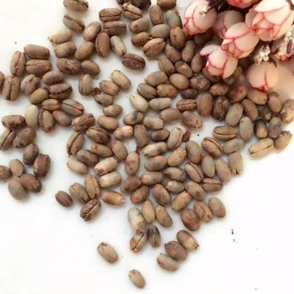Green World PHOENIX PALM Seed