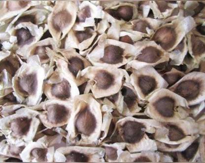 Pioneer Natural Shevga, Shegata, Shevgi, Moringa oleifera, Saragavo Seed