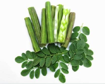 Pioneer Natural Moringa oleifera, Sohanjana, Murunga, Sahijano, Muringai Seed