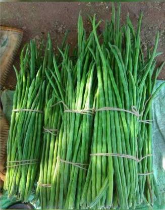 Pioneer Natural Nugge, Shevga, Munagha, Nuggi, Shevgi Seed