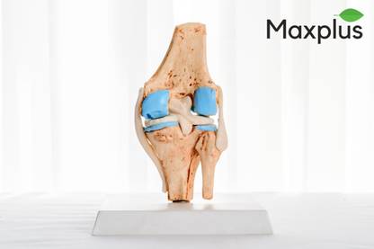 Max Plus | MINI Knee Joint Model | With Stand | MADE IN INDIA | Anatomical Body Model