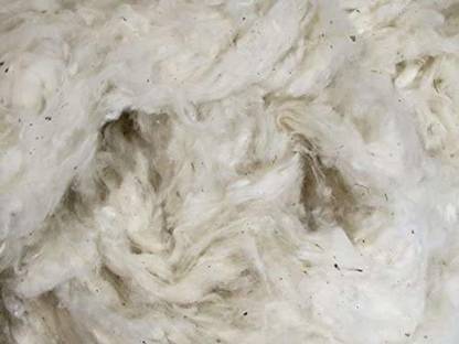 H B MSALA 100% Pure Organic Raw Cotton Desi Rui Binola Farm Kachi Kapas Natural Color for Puja and Craft Purpose - 1000 GMS