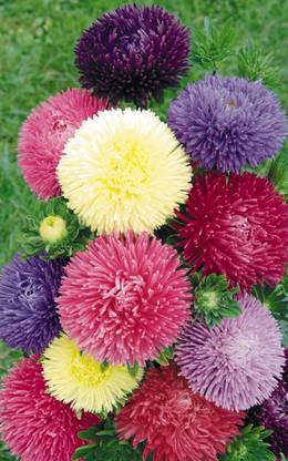 XOLDA Aster Hybrid Flower Seed