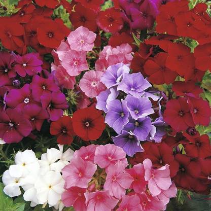 PMB Phlox Beauty Dwarf Seed