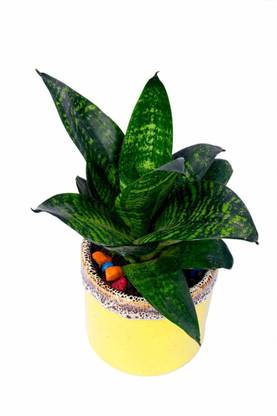 oodlesfly Snake Plant