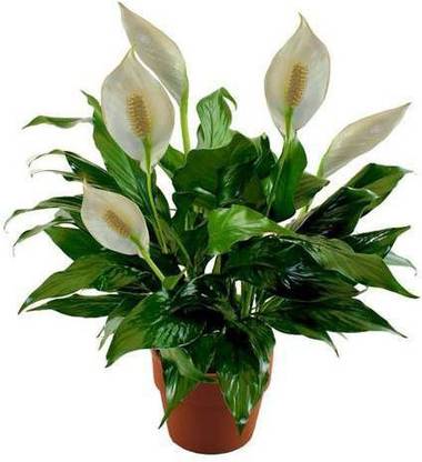 Nandini business group Snake Plant