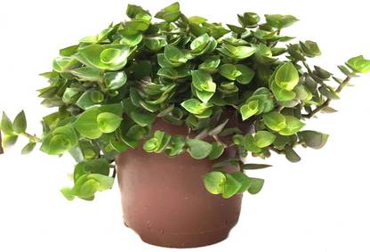 Gardener Turtle Vine Plant