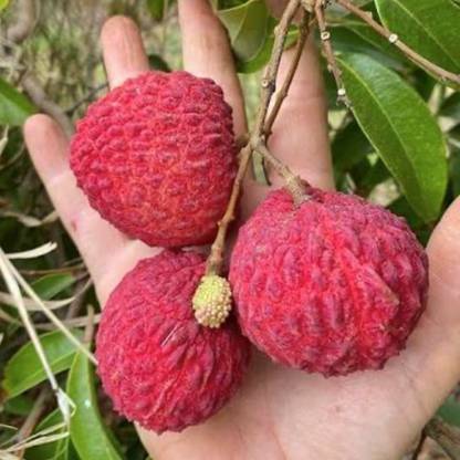 InGreen Litchi Plant