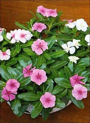 Click to purchase Sadabahar/Periwinkle Plant