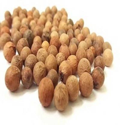 V সীড বীজ রোপনের জন্য কর্পূর গাছ (কপুর) সীড