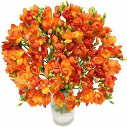 Audbhidhi Freesia (Orange) Flower Plant Seeds for All Season Home Gardening Combo Flower Seed