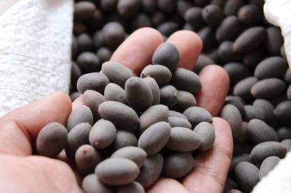 JoyProDeals 30 Lotus Seeds, Kamal Gutta, Melluni padmamu, Thangjing Seed