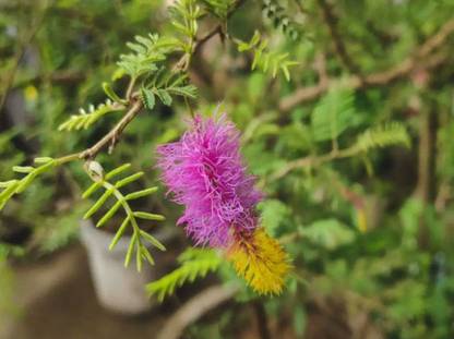 V Seed Khejri Prosopis Shami Tree Seed Seed