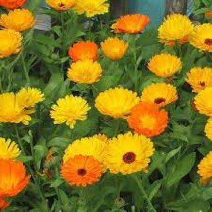 Haritkarni 20 pic calendula flowers, 90& germination ratio Seed