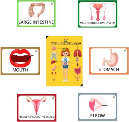 Fun and Learn 2 in 1 Front Internal organs and Back External organs, 20 Flash Card with 40 Topics